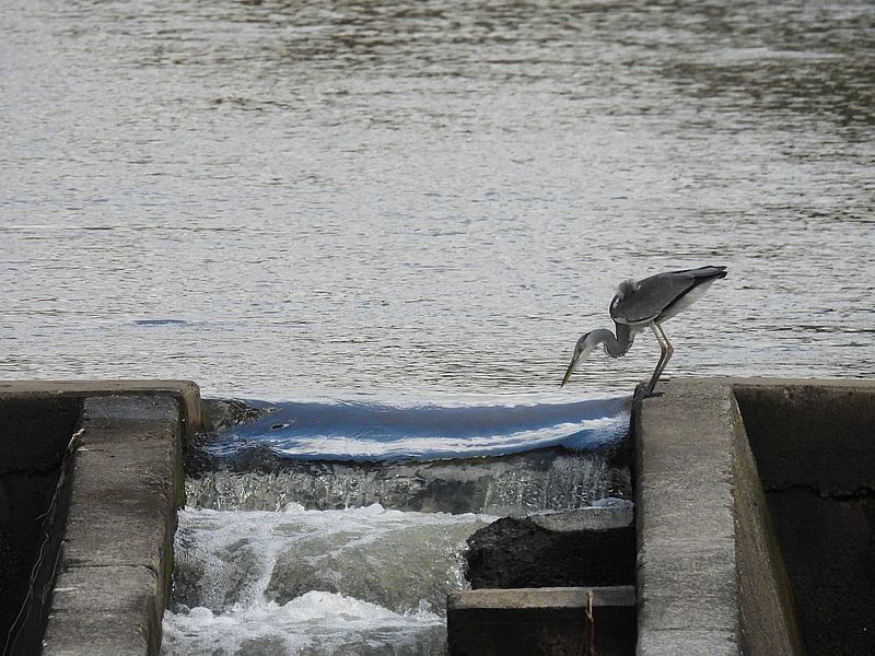 アオサギ若先生
