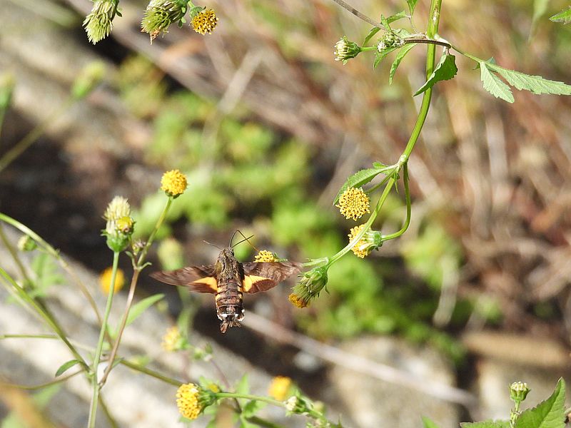 ホシホウジャクちゃん