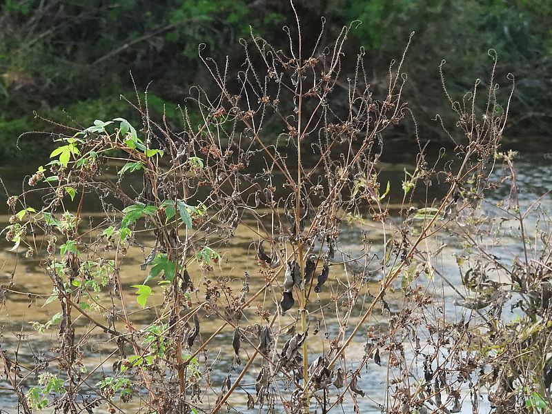 ブタクサが枯れたよ！！！