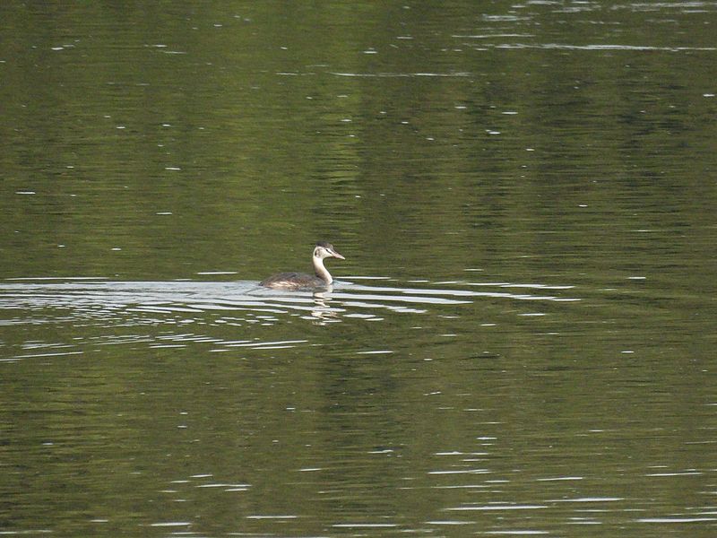 冬羽になったカンムリカイツブリちゃん