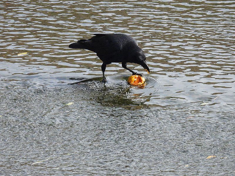 柿を食らうカラヤン