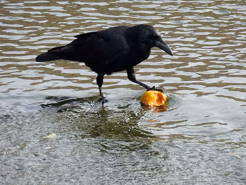 マドロスカラヤン