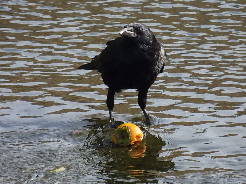 ちょっと考えるカラヤン