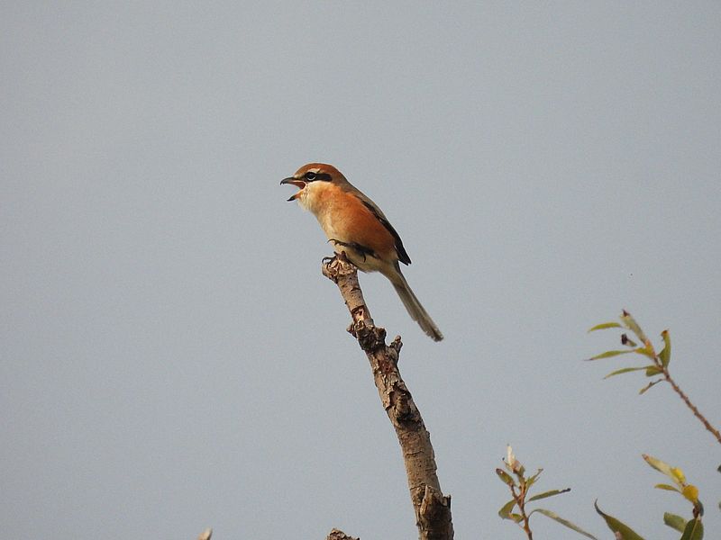 ラブリーソルジャーモズちゃん