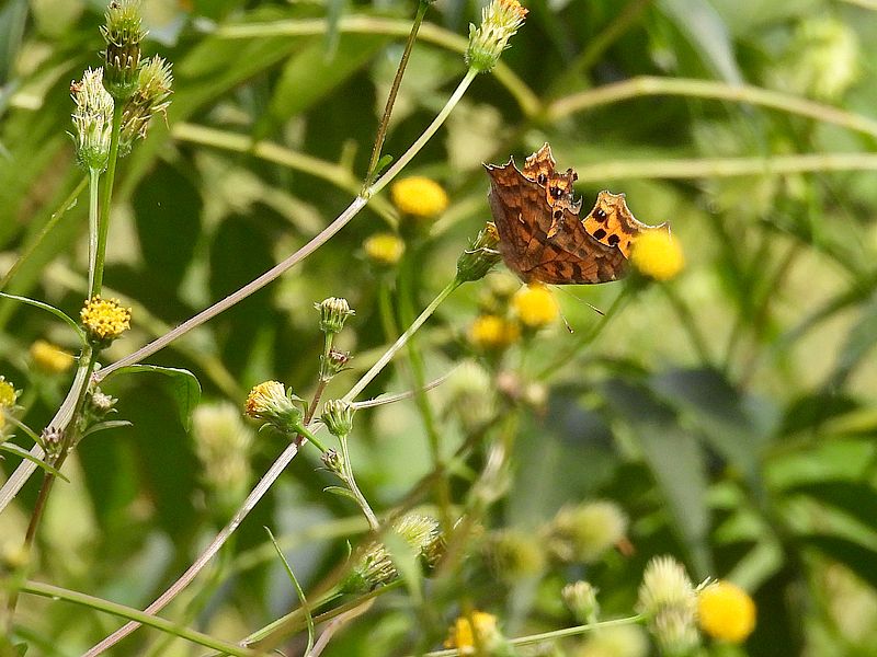 キタテハちゃん
