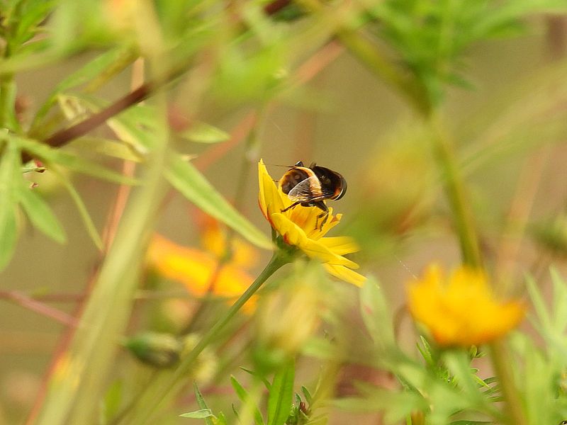 オオハナアブちゃん