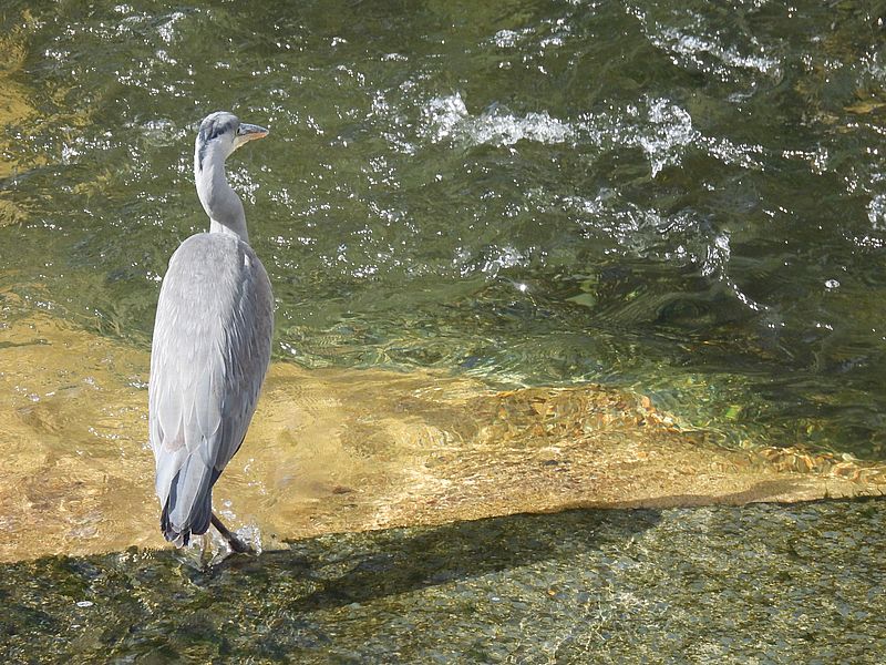 アオサギ若先生