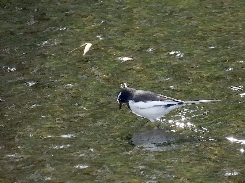 セグロセキレイちゃん