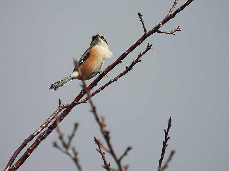 ラブリーソルジャーモズちゃん