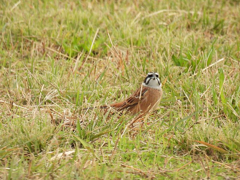 ホオジロちゃん
