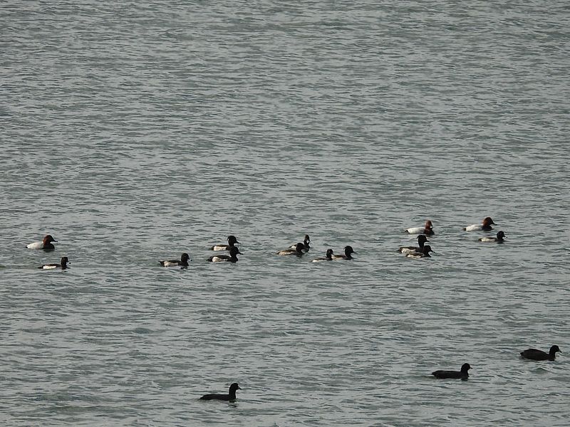 おかえりキンクロさん