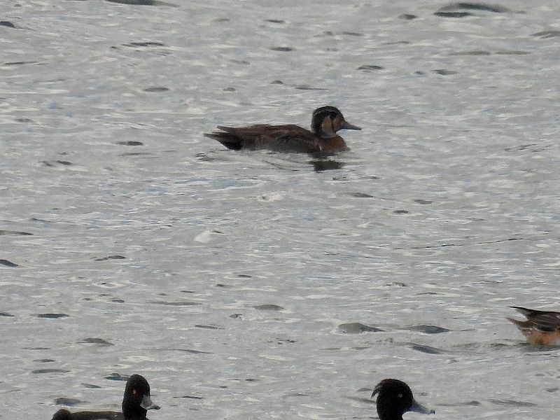 唯一見つけることができたトモエちゃん