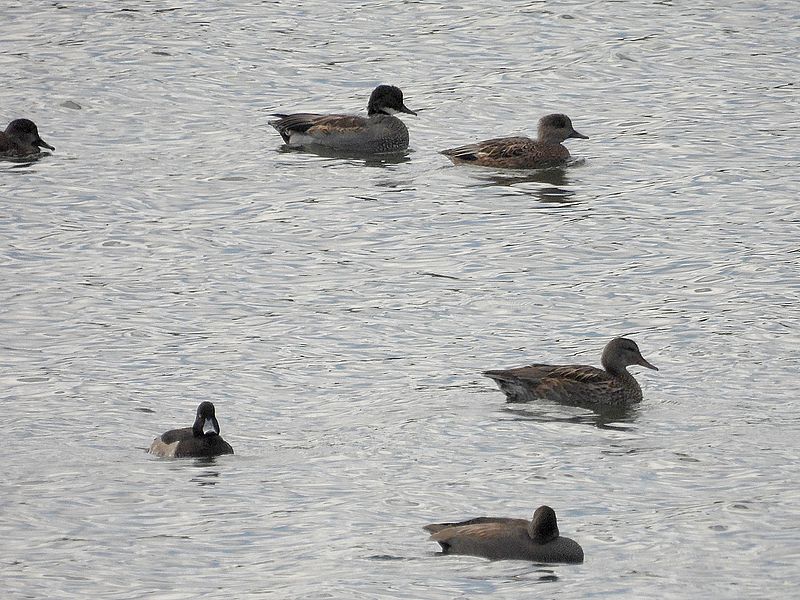 ヨシガモさんとオカヨシさん