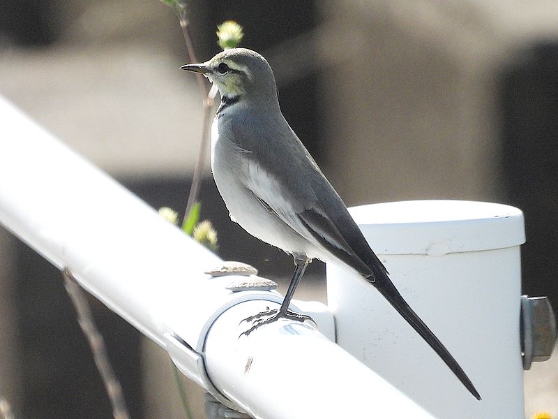 ハクセキレイちゃん