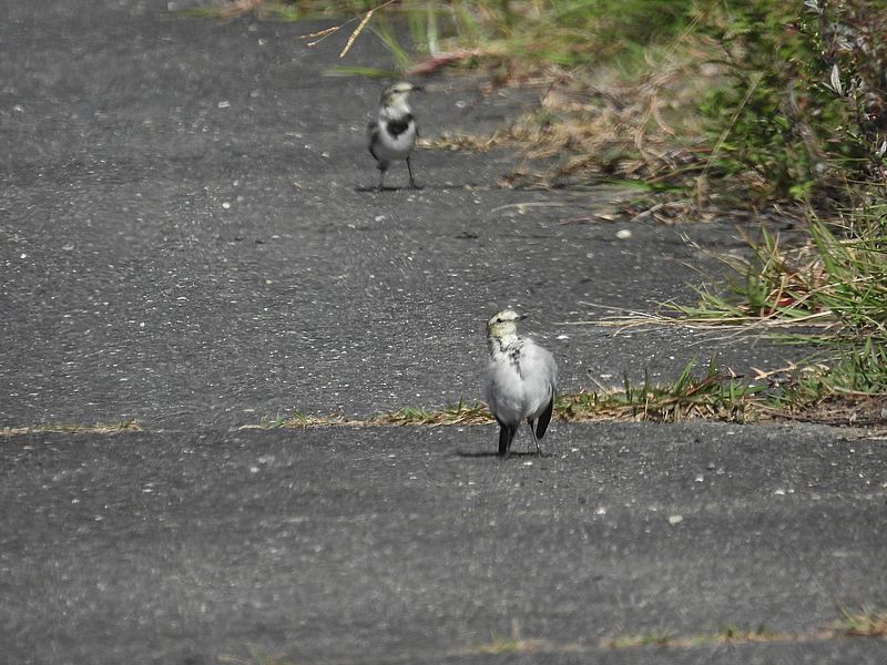 ハクセキレイちゃん