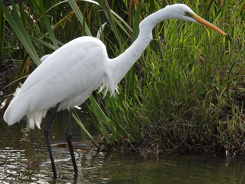 チュウダイサギちゃん