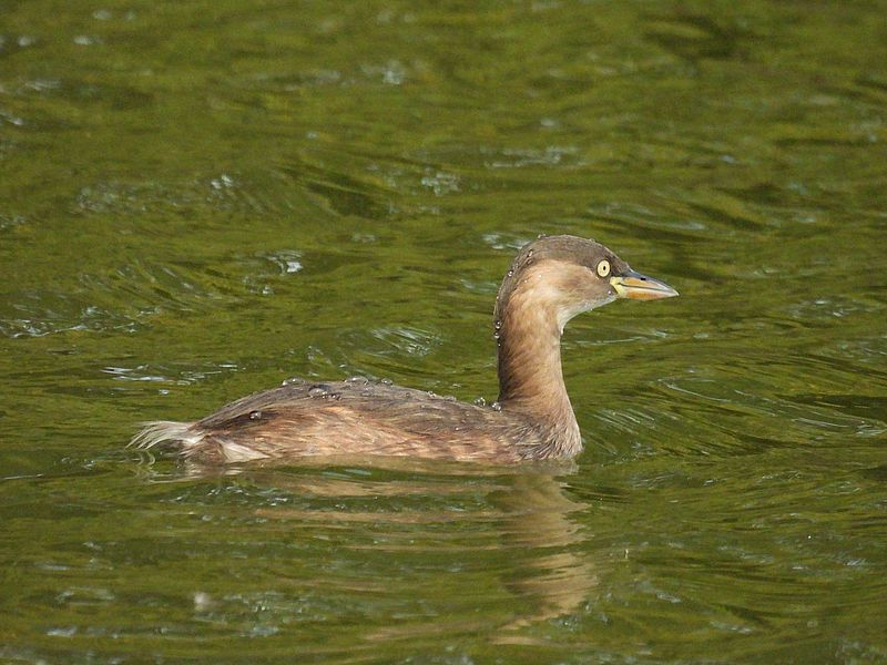カイツブリちゃん