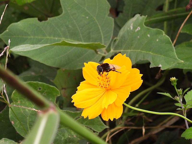 オオハナアブちゃん
