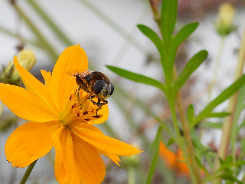 オオハナアブちゃん