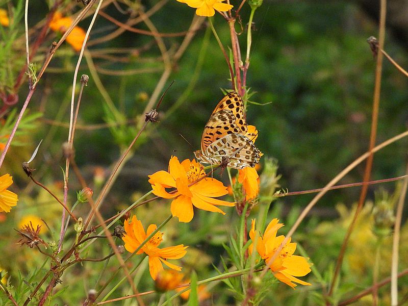 ツマグロちゃん