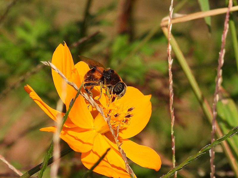 オオハナアブちゃん