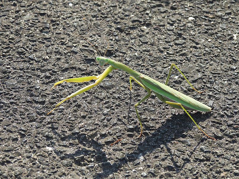 オオカマキリさん