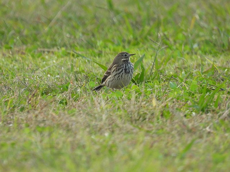 タヒバリちゃん