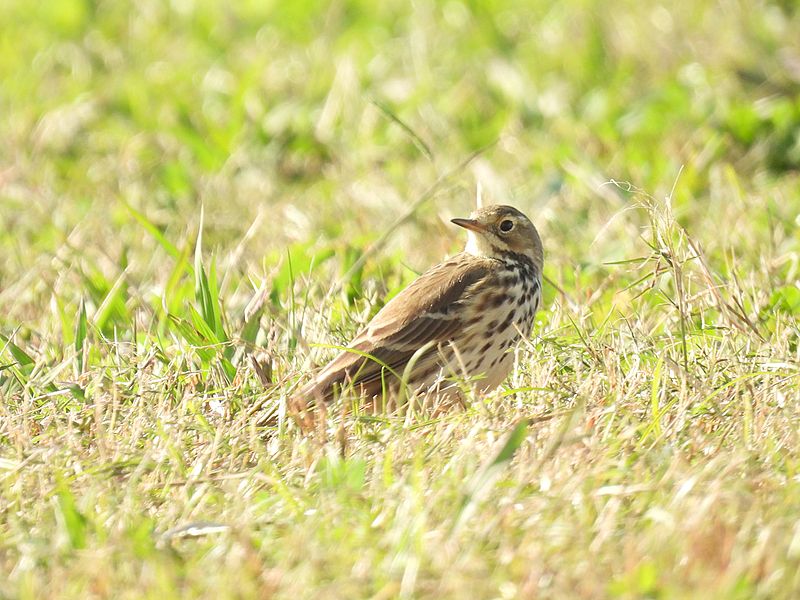 タヒバリちゃん