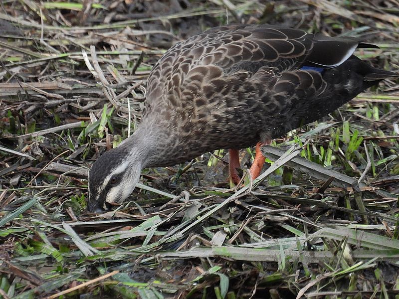 カルガモちゃん