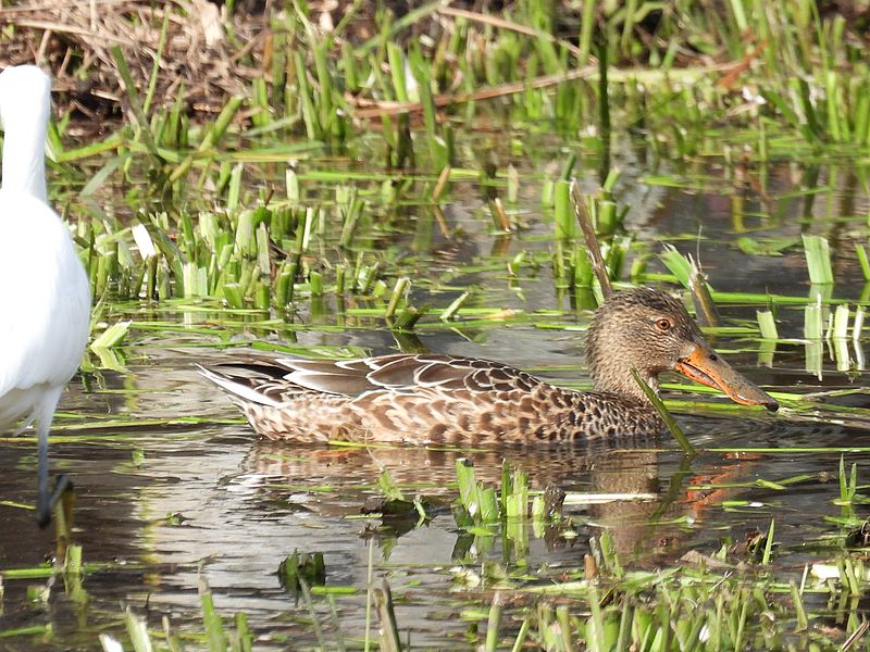 ハシビロ子ちゃん