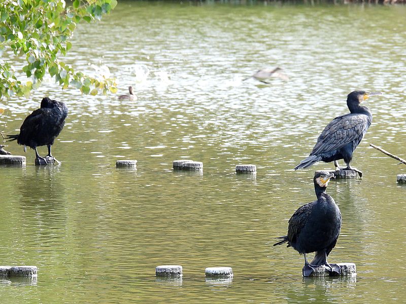 ヘスペロルニス