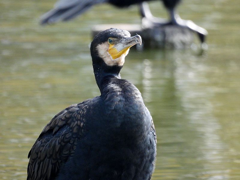 ヘスペロルニス