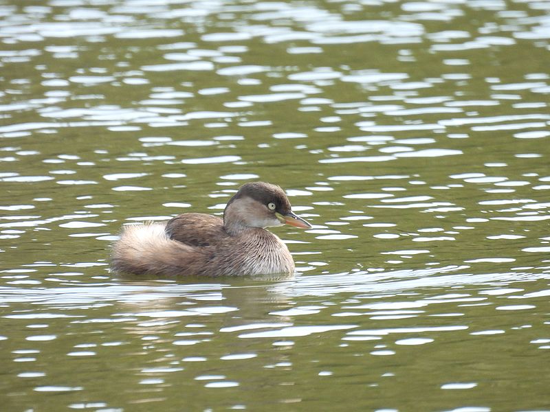 カイツブリちゃん