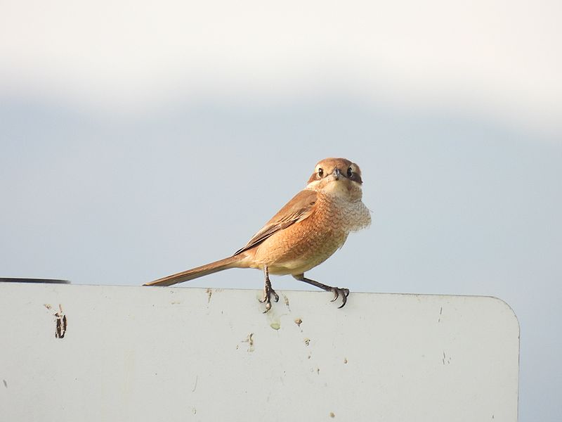 ラブリーエンジェルモズちゃん
