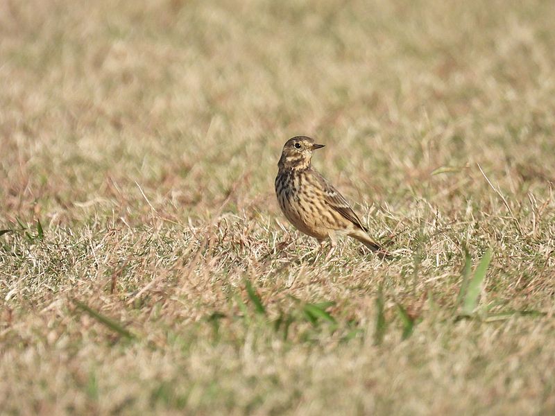 タヒバリちゃん