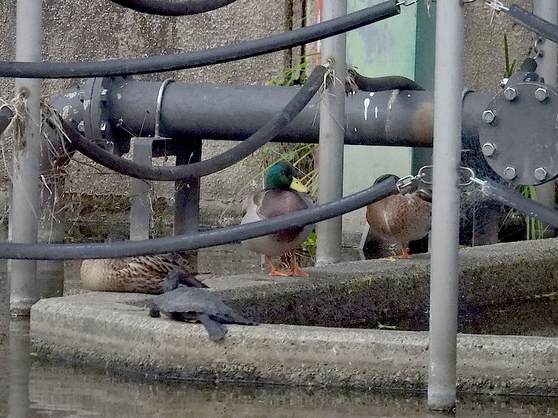 アイガモちゃん?くるり団?