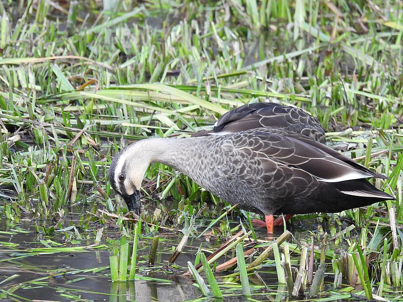 カルガモちゃん