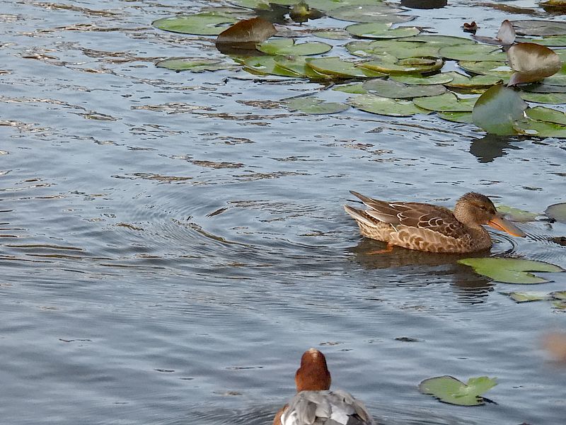 ハシビロ子ちゃん