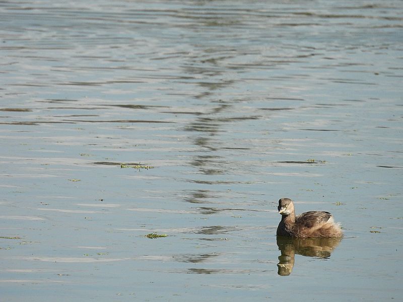カイツブリちゃん