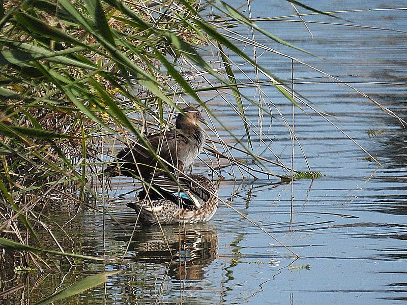 バンちゃんとコガモちゃん