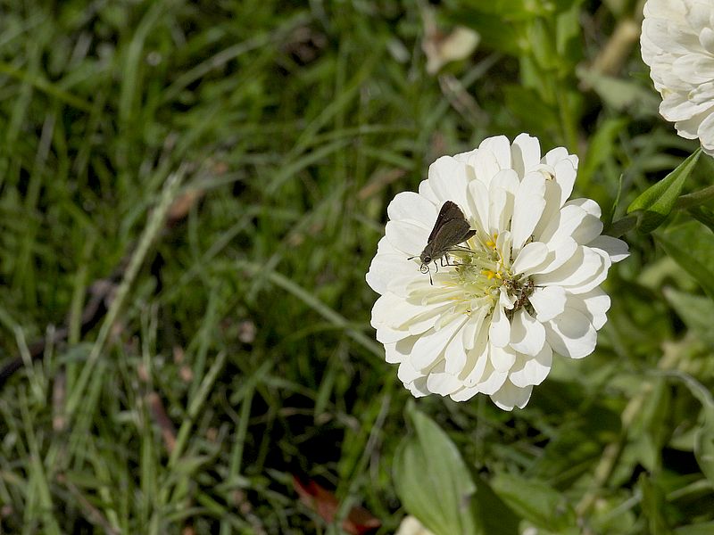 チャバネセセリちゃん