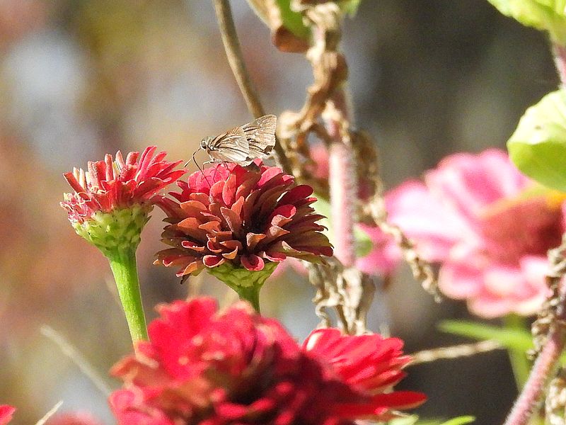 イチモンジセセリちゃん?