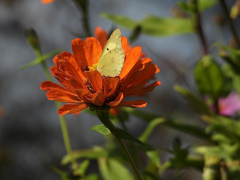 キチョウちゃんとナナホシテントウ隊長
