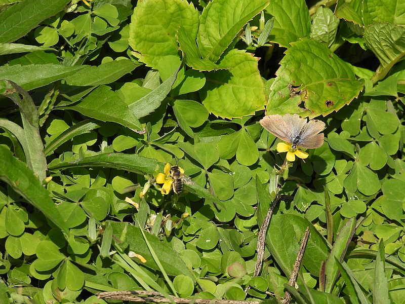 ウラナミシジミちゃん