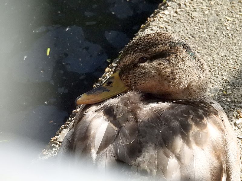 アイガモ子ちゃん