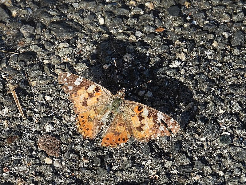 ヒメアカタテハちゃん