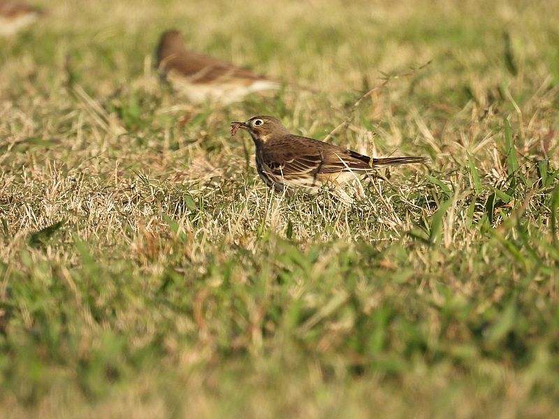 タヒバリちゃん