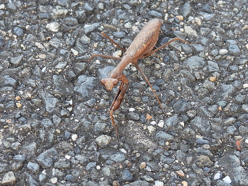 コカマキリちゃん