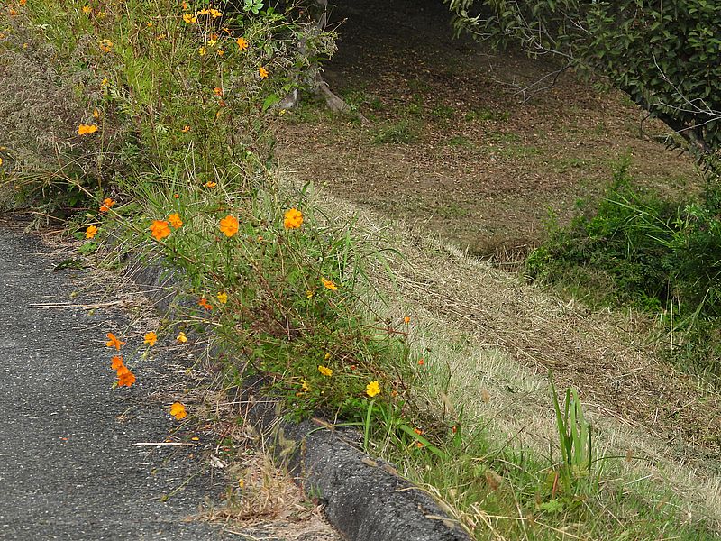 キバナコスモスが刈られた