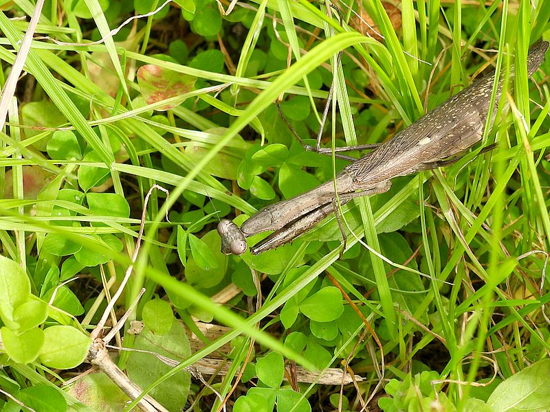 コカマキリちゃん